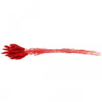 Artículo Hierba decorativa roja, lagurus, hierba aterciopelada, floristería seca L30–50cm 20g