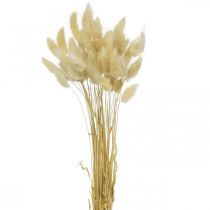 Césped decorativo, hierba dulce blanqueada, Lagurus ovatus, hierba aterciopelada L40–55cm 25g