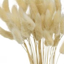Césped decorativo, hierba dulce blanqueada, Lagurus ovatus, hierba aterciopelada L40–55cm 25g