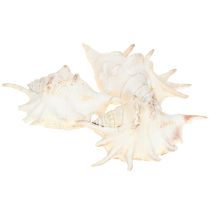 Artículo Caracol de mar Lambis Decoración natural 14cm 10 uds