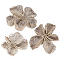 Artículo Loto blanco lavado 6-12 cm 50 piezas