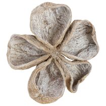 Artículo Loto blanco lavado 6-12 cm 50 piezas