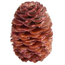 Conos de Leucadendron Sabulosum en rojo esmerilado 500g