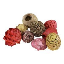 Artículo Conos Leucadendron Bellgum Verde Rojo Amarillo Esmerilado 300g