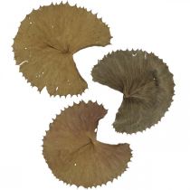 Artículo Hojas de loto secas decoración seca natural hoja de nenúfar 50 piezas