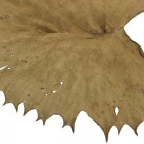 Hojas de loto secas decoración seca natural hoja de lirio de agua 50 piezas