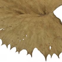 Artículo Hojas de loto secas decoración seca natural hoja de nenúfar 50 piezas