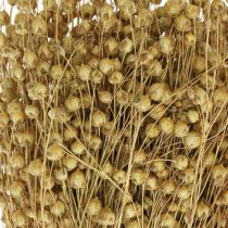 Artículo Lino natural, hierbas para floristería seca, Linum producto natural 160g