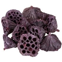 Artículo Cápsulas de loto, floristería seca, bulbo de loto rosa, blanco lavado 50 piezas