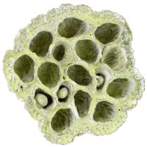 Artículo Frasco Lotus mix verde lavado Ø6cm - 10cm 50uds