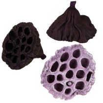 Artículo Lotus Mix Rosa, Erika Ø6cm - Ø10cm 50 uds