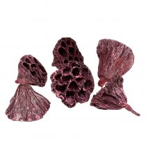 Artículo Cápsulas de loto, floristería seca, bulbo de loto rosa, blanco lavado 50 piezas