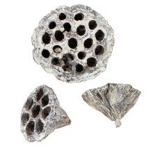 Artículo Frasco de loto decorativo natural Lotos blanco lavado 6-8 cm 50 piezas