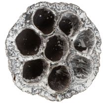 Artículo Frasco de loto decorativo natural Lotos blanco lavado 6-8 cm 50 piezas