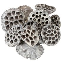 Artículo Frasco de loto decorativo natural Lotos blanco lavado 6-8 cm 50 piezas