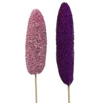 Lufa en palo grande rosa, brezo 8cm - 30cm 25p