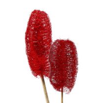 Artículo Luffa grande en palo rojo 25 piezas