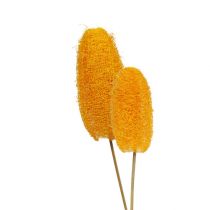 Artículo Luffa pequeña en palito amarillo dorado 25uds