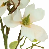 Magnolia Melocotón 85cm