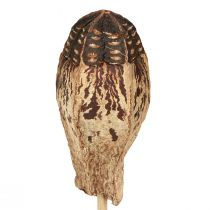 Artículo Vainas Caoba Decoración Seca Natural 45cm 50uds