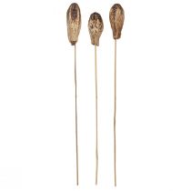 Artículo Vainas Caoba Decoración Seca Natural 45cm 50uds