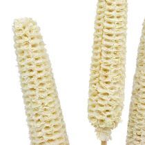 Mazorcas de maíz blanqueadas en palito 20uds.