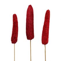 Mazorcas de maíz en un palo rojo 20 piezas