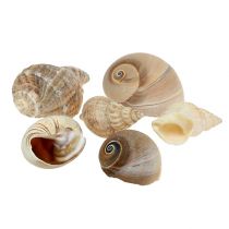Mezcla de conchas marinas deco natural 400g