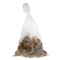 Artículo Conos Maritima crema-vainilla mixtos 5-18cm 25 uds
