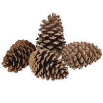 Artículo Conos maritima, floristería de luto, decoración de Adviento, producto natural H12-15cm Ø6,5-10cm 50 piezas