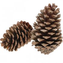 Artículo Conos maritima, floristería de luto, decoración de Adviento, producto natural H12-15cm Ø6,5-10cm 50 piezas