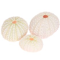 Artículo Decoración marítima concha de erizo de mar rosa, blanco decoración dispersa 20 piezas