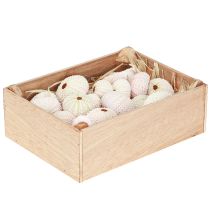 Artículo Decoración marítima concha de erizo de mar rosa, blanco decoración dispersa 20 piezas