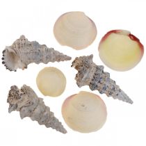 Conchas Decoración Marítima Caracoles Streudeko 600g