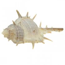 Decoración marítima conchas de caracol caracol espinoso 3-6cm 1kg