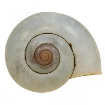 Decoración marítima caracol caracol natural vacío 2-5cm 1kg