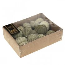 Artículo Decoración náutica erizo de mar decoración verde verano Ø5-6cm 15 uds