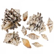 Caracol Deco Marítimo Conchas Deco Caracol De Mar 400g