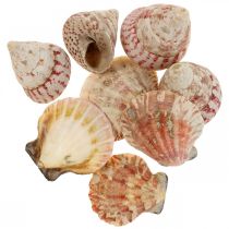 Decoración marítima conchas reales decoración de conchas de caracol 700g