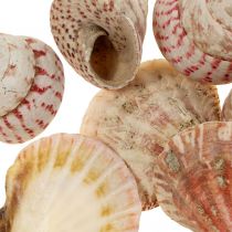 Decoración marítima conchas reales decoración de conchas de caracol 700g