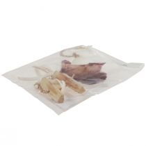 Artículo Percha decorativa marítima concha estrella de mar Ø10–12cm 40cm