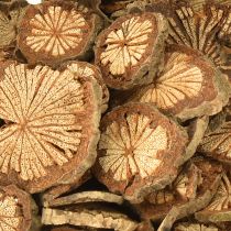 Artículo Mini discos de madera para decoración de nuez de betel con veta 1-4,5cm 300g