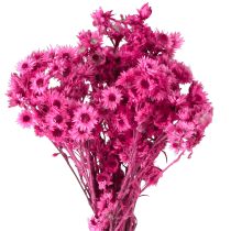 Artículo Mini Flor de Paja Rosa Flor Seca Flor de Roca H20cm 15g