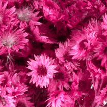 Artículo Mini Flor de Paja Rosa Flor Seca Flor de Roca H20cm 15g