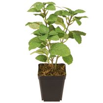 Artículo Menta en maceta Hierbas artificiales Planta verde H24cm