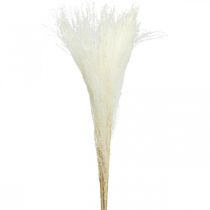 Hierba pluma deco hierba seca blanqueada Miscanthus 75cm 10pcs
