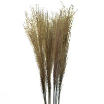 Artículo Miscanthus Caña China Hierbas Secas Decoración Seca 75cm 10uds