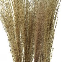 Miscanthus caña china hierba seca decoración seca 75cm 10pcs