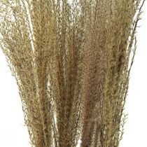 Artículo Miscanthus Caña China Hierbas Secas Decoración Seca 75cm 10uds