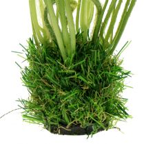 Artículo Amapola Blanca en la hierba 23cm